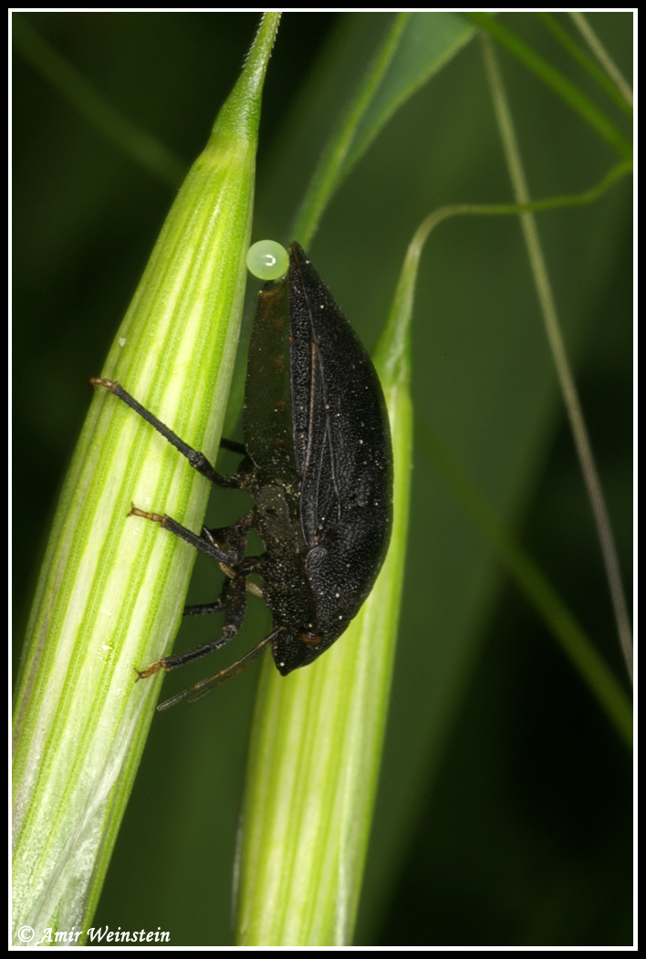 Scutelleridae d''Israele